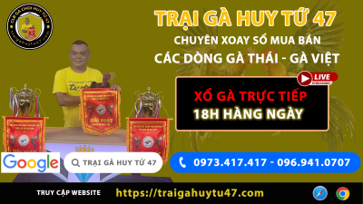 Live stream ngày 01/11/2025