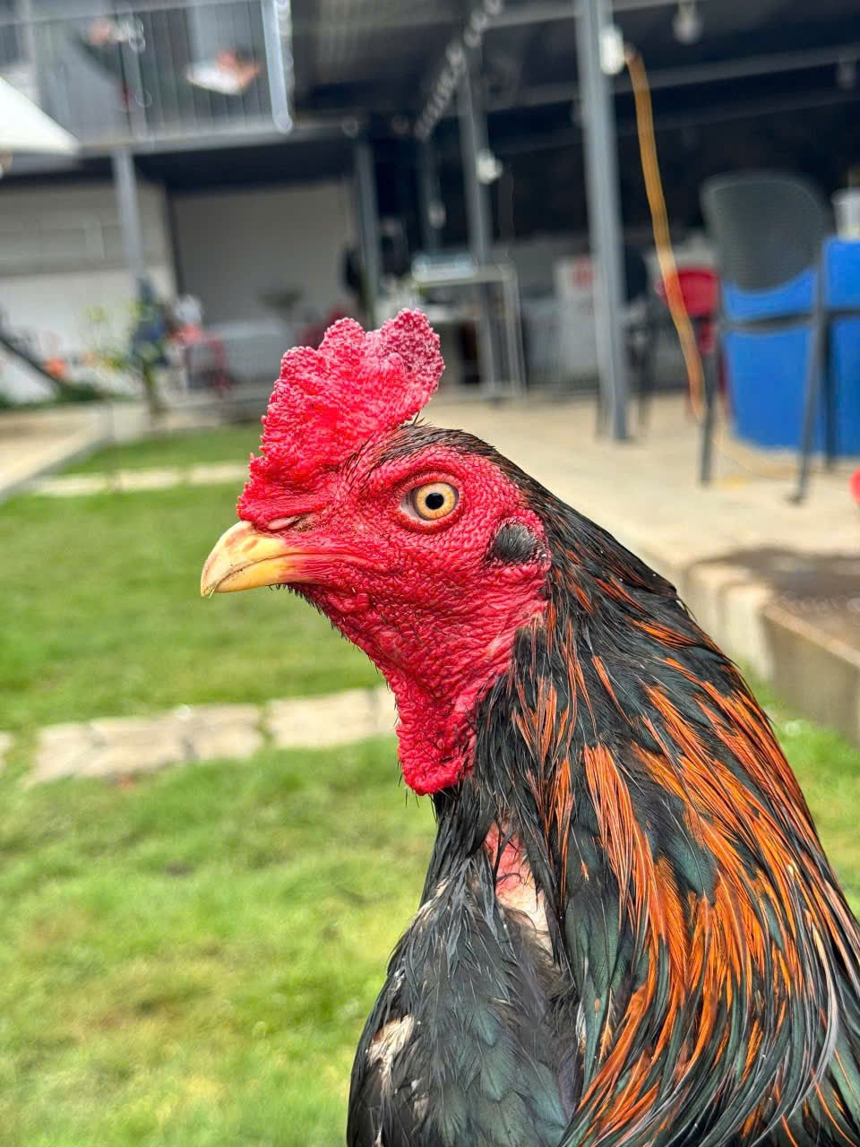 Giao lưu, trao đổi giống