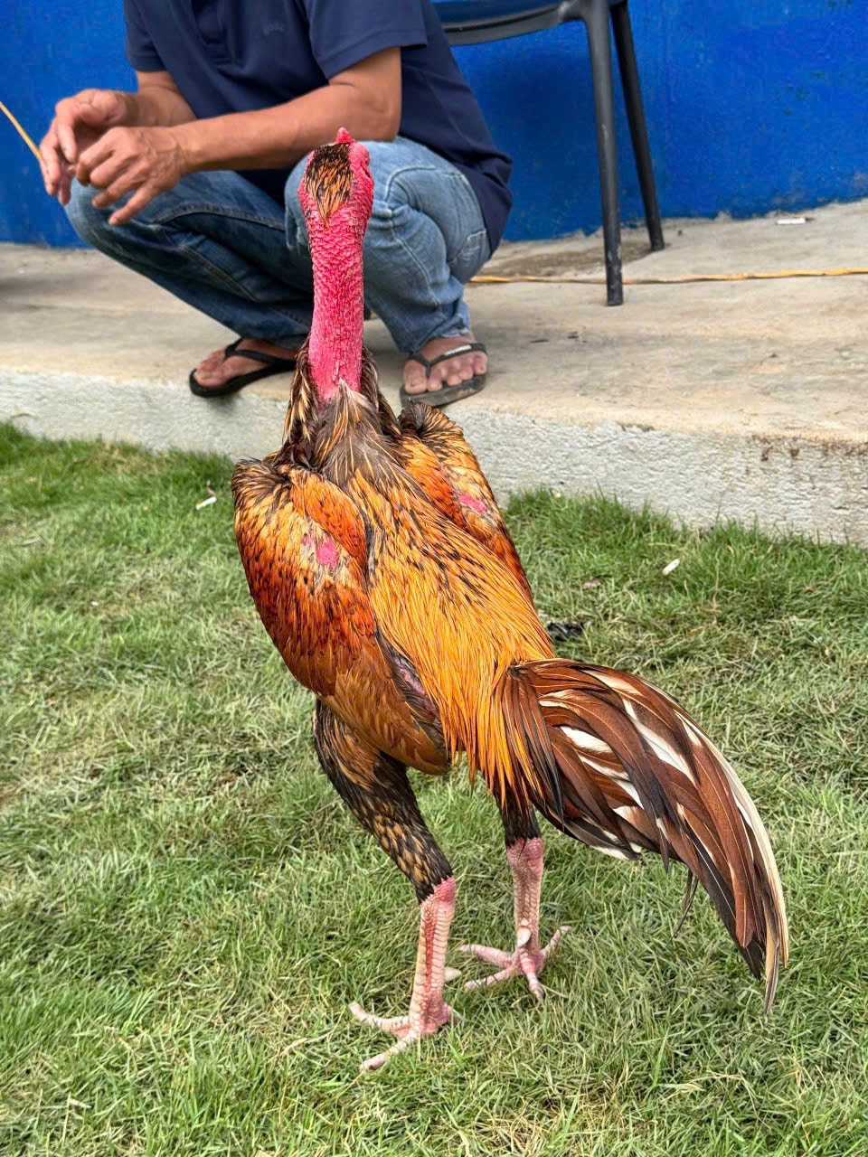 Gà chọi - tuyển chọn